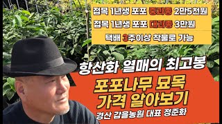 포포나무 묘목 가격 알아보기