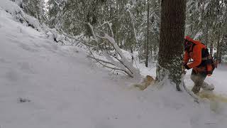 felling  trees  in powder snow  . Husqvarna 550 xp mkII