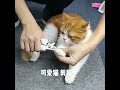 可爱猫 剪指甲 宠物 喵星人 撸猫 抖音 shorts