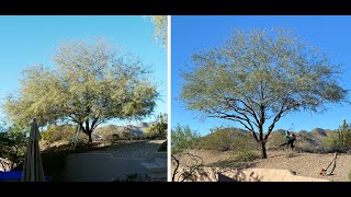 Arizona Mesquite Tree Trim - Time Lapse - Scottsdale Arizona