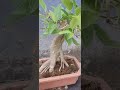 ficus virens..juvvi plant mini bonsai...with areal roots