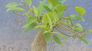 ficus virens..juvvi plant mini bonsai...with areal roots