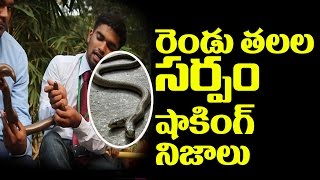 ఇది నిజమైన రెండు తలలు పాము | Two Heads Snake Myths and Facts