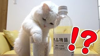 炭酸水を見るとついつい手を突っ込んじゃう猫！