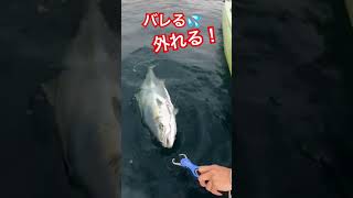 ヤバい‼️早く捕まえてー‼️ 外れる💦 #釣り #fishing #魚