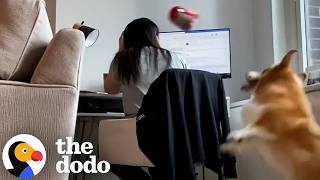 Corgi's Parents Catch Him Playing Fetch By Himself On Hidden Camera | The Dodo