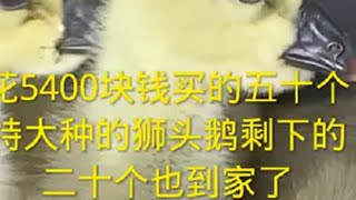 花5400块钱买的五十个特大种的狮头鹅，昨天才到了三十个，今天剩下的二十个也到家了，五十个一个都没有挂，这次投资的有点大，接下来就等着发家致富了，虽然很多人不看好我，但是我一定行抖音助农 返乡创业青