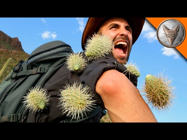 Cholla Cactus Stuck
