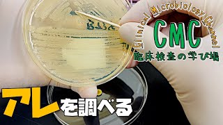 基本的な検査【ニトロセフィンテスト】【細菌検査】