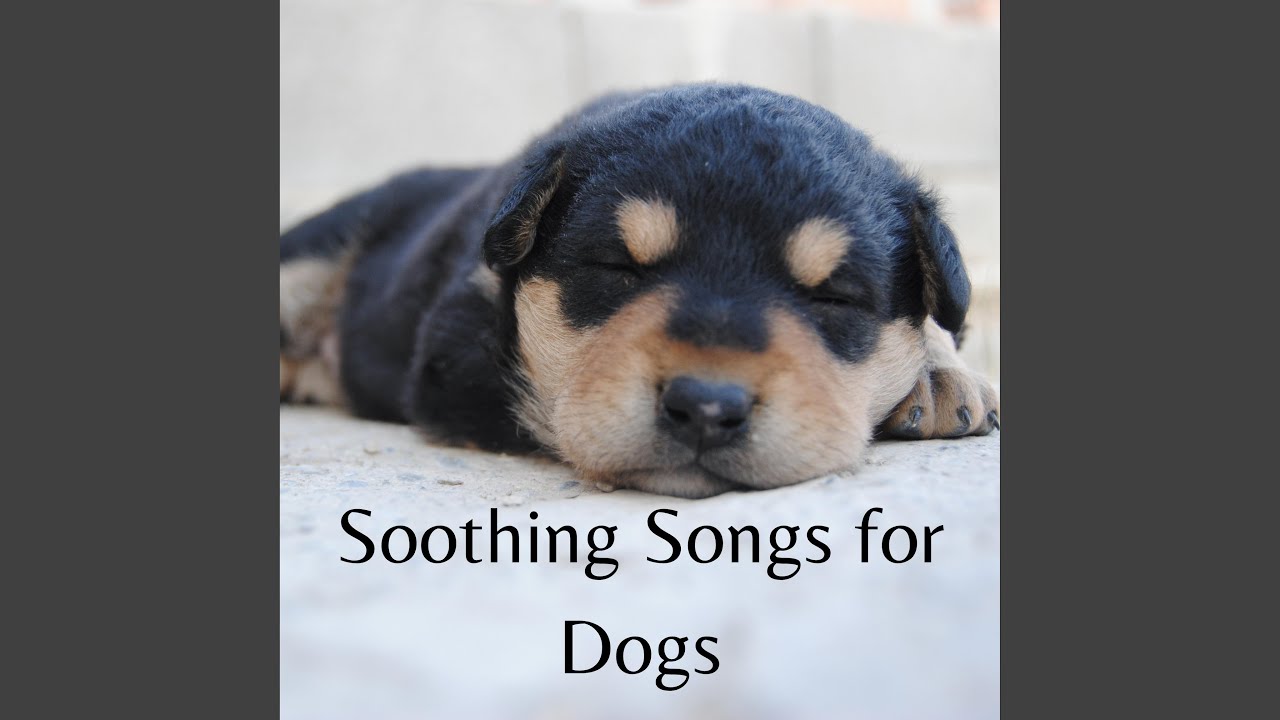 Dog Music Youtube Music