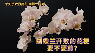 手把手教你复花-蝴蝶兰 92- 蝴蝶兰开败的花梗 要不要剪？