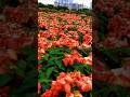 flower garden tour #trending #shorts