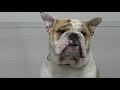 Why English Bulldogs are THE BEST (and the worst)