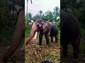 🐘കൂറ്റനാട് വിഷ്ണു എനിക്ക്