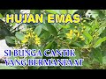 HUJAN EMAS | SI BUNGA INDAH YANG BERMANFAAT