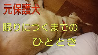 【元保護犬】寝る前の様子