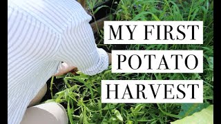 My First Time Harvesting Potatoes | Did It Work?!