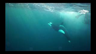 The Orca Whisperer - S6 - E3 - Checked from close by an orca pod...