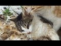 A dead female cat and another male fellow trying to mate with her.