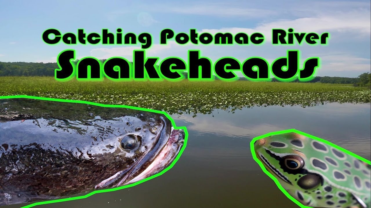 Potomac River NORTHERN SNAKEHEADS Frog Explosions | Invasive Species ...