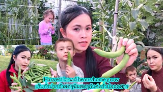 Harvest broad beans home growเก็บถั่วปากอ้าปลอดสารกันค่ะ21/11/24