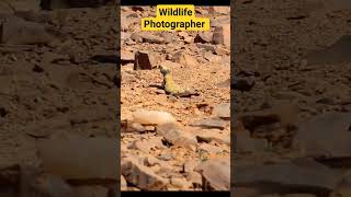 Watch the lizard 5 #wildlife #reptiles #animals #reptileslover #lizard #nature #birds