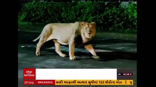 Gir Somnath | નદી કાંઠે જંગલના રાજા મારી રહ્યા છે લટાર | Lion | Abp Asmita