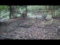 footage share with voopeak tc27 trail camera jun aug 2024 part 1