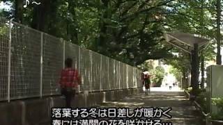 わたしの好きなとしまの風景 祥雲寺前の緑のトンネル