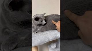 のんびりしたい時の猫のテクニック！柔らかいなぁ#cat #猫　　#ねこ #猫動画 #猫のいる暮らし #ロシアンブルー #癒し #animals