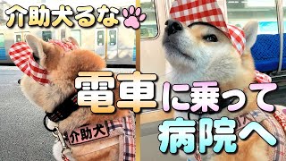 【 柴犬介助犬】電車に乗って病院へ［柴犬介助犬るな］