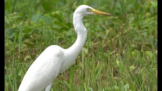 中白鹭 Intermediate Egret