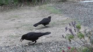 Ｃ0275　カシコ＆ビビリ（ハシボソガラス）Kashiko \u0026 Bibiri (Wild Carrion Crow)