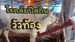 วัวท้องเป็นโรคลัมปัสกิน ส่งผลกระทบอย่างไร เรามีทางแก้ฟังทางนี้ @user.bantung