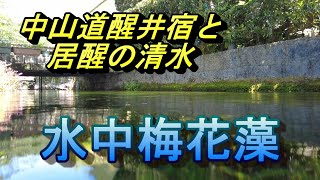 滋賀県米原　醒井宿と水中梅花藻　風情のある街並みが保存されています。#梅花藻　#醒井宿　#居醒の清水　#地蔵川　#ひげジジイの日本旅　#中山道　#宿場町