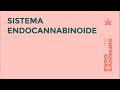 Dr. Marcelo RUBINSTEIN | SISTEMA ENDOCANNABINOIDE - Expo Cannabis 2019