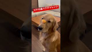 ピケの鼻パクチャレンジ  #ゴールデンレトリバー　#レトリバー　#犬　#dogs