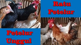 151 #Ayam Petelor Unggul dan Ayam Ratu Petelor