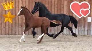 Made for each other!❤️ Queen👑Uniek \u0026 Rising Star⭐ together in the inside arena | Friesian Horses