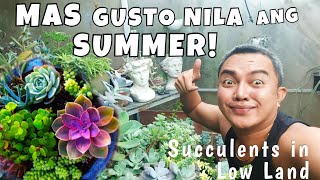 WHY DO  SUCCULENTS LIKE SUMMER? | PLANT CARE IN LOW LAND