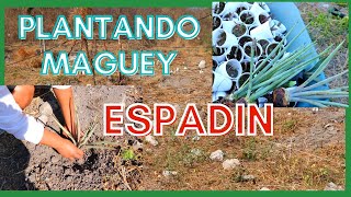 how planting maguey espadin 🔴 [plantation project 🌱