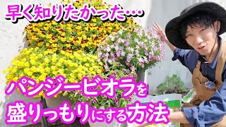 【パンジービオラ】もっと長く、もっとモリモリに咲かせる方法教えます！