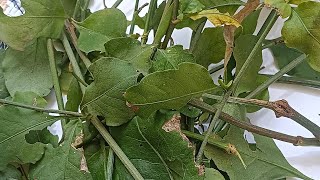 ಕೈ ಮಸ್ಕಿಗೆ ಮುದ್ದಿಗೆ ರಾಮಬಾಣ ಈ ಗಿಡ