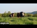 Cattle Pasture Panorama at Farm Sanctuary powered by EXPLORE.org