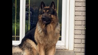 The King Shepherd and the invisible squirrel.