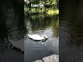 #explore #exploremore #explorepage #water #fitfun #canal #swan #outdoors 🇮🇪🦆🎣