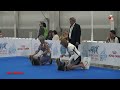 world dog show 2016 moscow yorkshire terriers interra