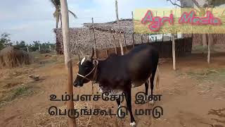 Umbalachery cows.. உம்பளச்சேரி மாடு மற்றும் கன்றுகள்...