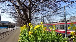 三浦海岸の河津桜開花状況・2019年1月23日