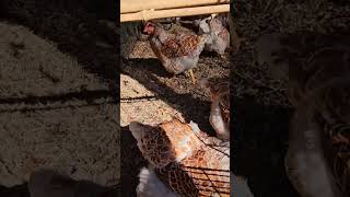 Wacky Wyandottes trying Grub Terra chicken treats for the first time!